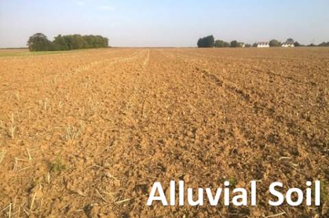 Alluvial Soils