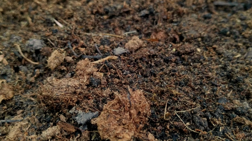 Peaty Soil
