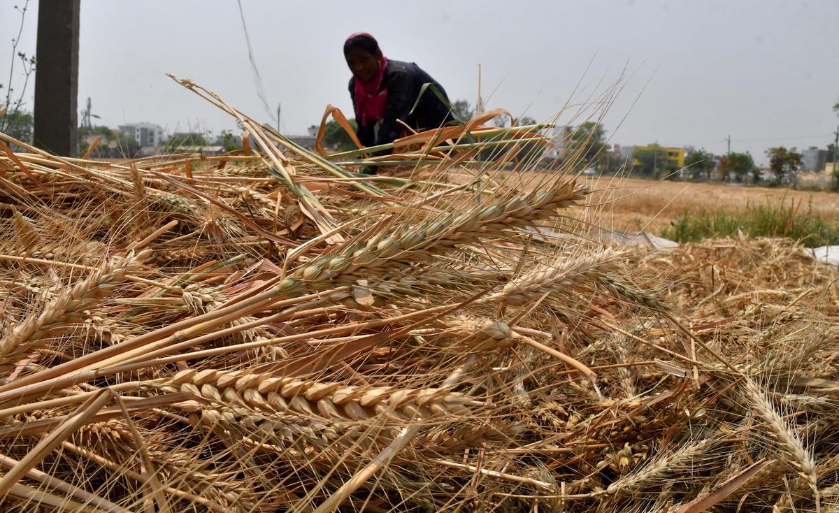 Wheat, India