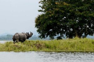 Every year, from May 1 to October 31, Kaziranga Park is off-limits to visitors. Therefore, the ideal season to explore Kaziranga National Park is from November to April.  Summer (April to May): During this season, the weather is still dry and windy, and wildlife can be seen around bodies of water.  Monsoon (June to September): From June through September, the area experiences 2,220 millimetres (87 in) of heavy rain, which keeps the environment hot and humid. Since there have been flood warnings for the Brahmaputra river, the park is closed from May to October.  Winter (November to February): Given the mild and dry weather, this may be the ideal time to explore Kaziranga National Park. As the grass burns off and the background becomes more visible in the winter, the chances of seeing rhinos increase.