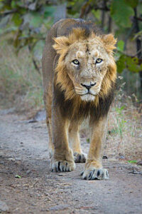Asiatic Lion, Gir National park